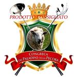 Congrega-paladini-pecora111.jpg