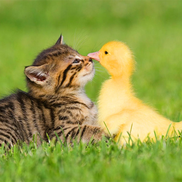 animali.jpg