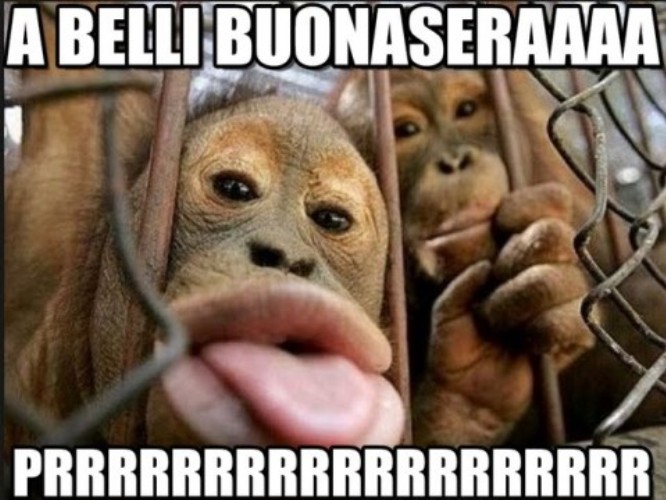 la-scimmia-fa-la-pernacchia.jpg