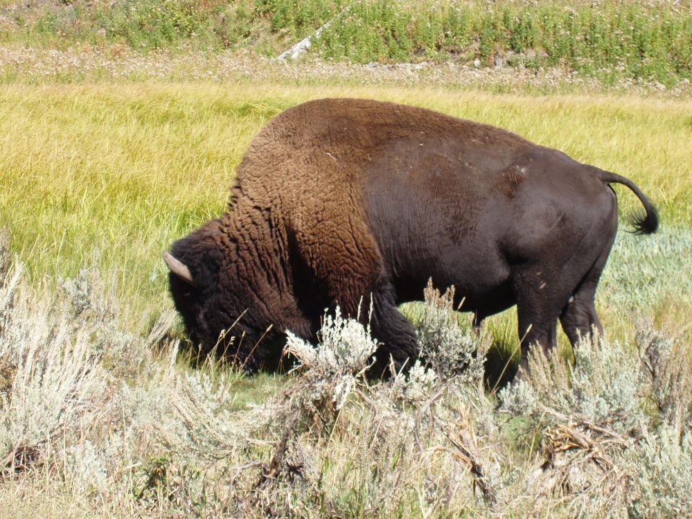 yellowstone 077.jpg