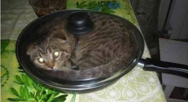 gatti-matti.jpg