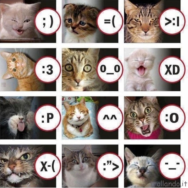 gatti-emoticons.jpg