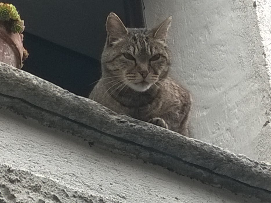 Kat.PNG