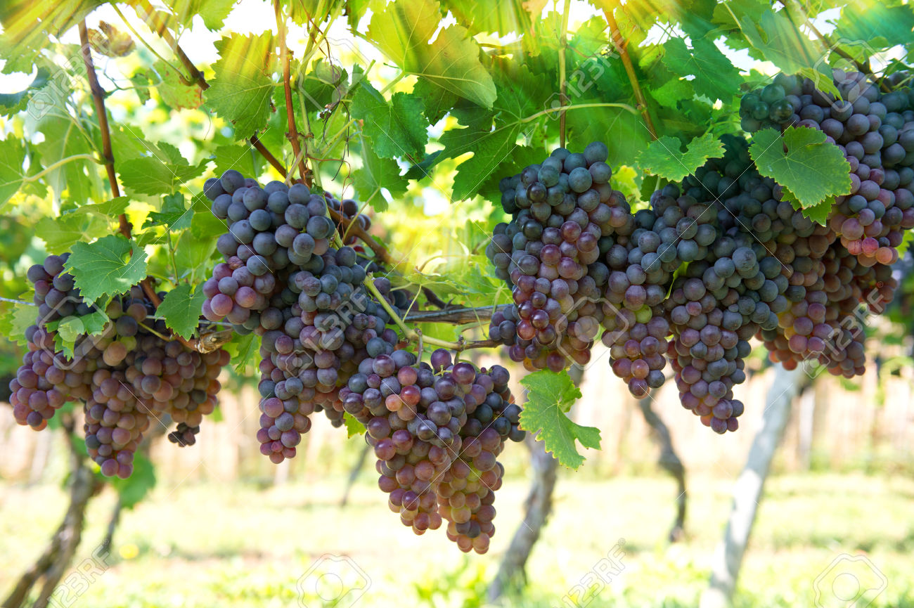 30506016-purple-red-grapes-with-green-leaves-on-the-vine-vine-grape-fruit-plants-outdoors-with-sunbeams-Stock-Photo.jpg