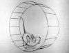 hamster