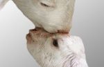 bacio.jpg