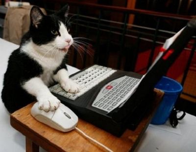 gatto-al-computer.jpg