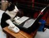 gatto-al-computer.jpg