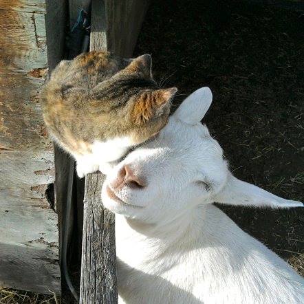 buonapasqua.jpg