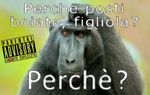 Scimmiamut123.jpg