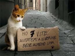 blog animali 7 vite.jpg