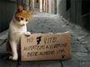 blog animali 7 vite.jpg