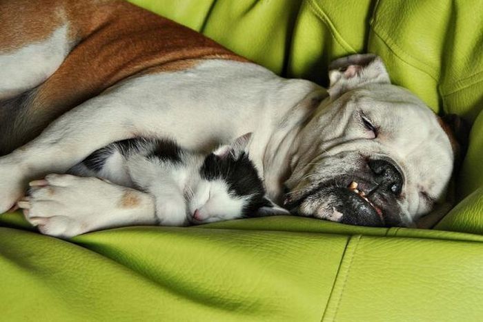cane e gatto.jpg