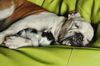 cane e gatto.jpg