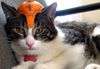 kittyfruit.jpg