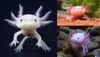 axolotl.jpg