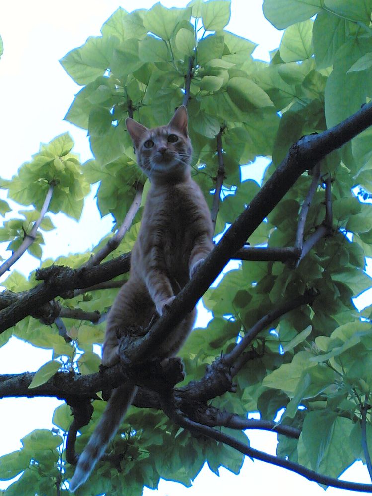 N.sull'albero.jpg