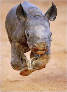 rino.png