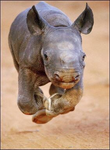 rino.png