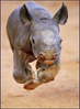 rino.png