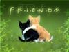 truefriends1dr8.jpg