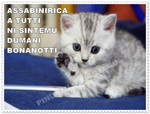bonanotti.jpg