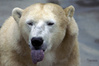 orso lingua.jpg