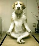 yoga.jpg