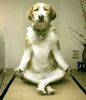 yoga.jpg