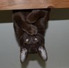 pipistrello.jpg