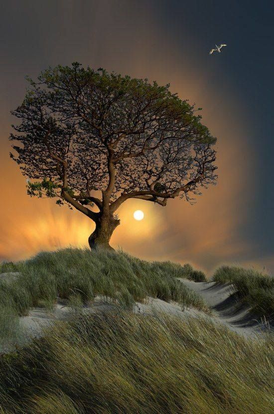 alberoinvento.jpg