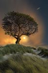 alberoinvento.jpg