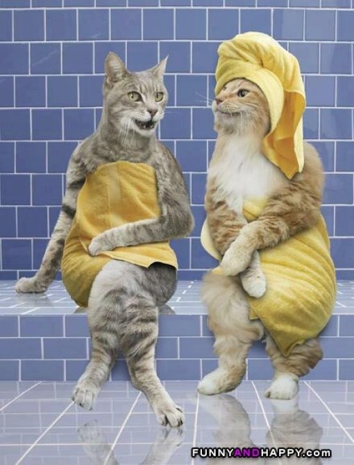 510x510_funny-cats-in-a-sauna.jpg