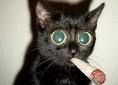 Gatto-che-fuma.jpg