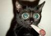 Gatto-che-fuma.jpg