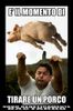 porc.jpg
