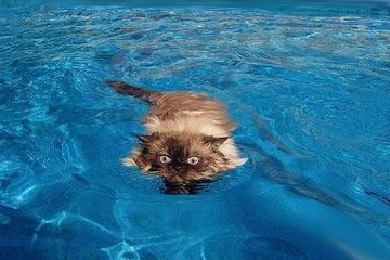 gatto_010.jpg