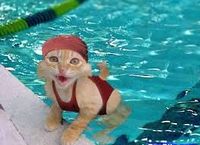 gatto piscina.jpg