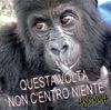 Scimmia che pensazx3.jpg
