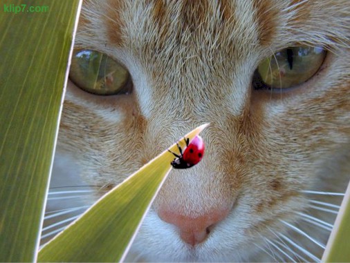 gattococcinella.jpg