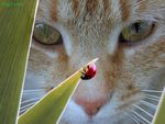 gattococcinella.jpg
