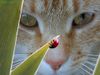 gattococcinella.jpg
