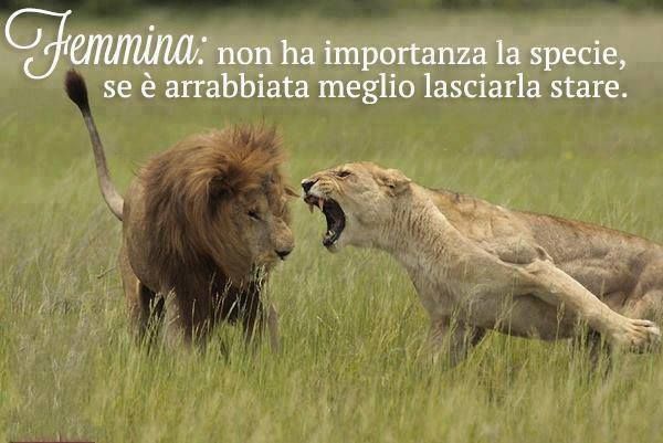 femmina-non-ha-importanza-la-specie-se-e-arrabbiata-meglio-lasciarla-stare.jpg
