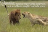 femmina-non-ha-importanza-la-specie-se-e-arrabbiata-meglio-lasciarla-stare.jpg