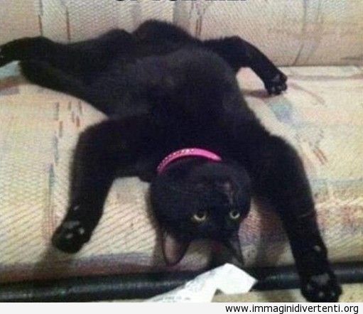 gatto-nero-pigro.jpg