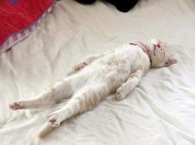 gatto-steso.jpg