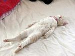 gatto-steso.jpg