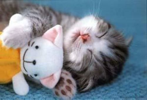 cute-cat-sleeping1.jpg
