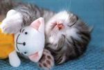 cute-cat-sleeping1.jpg