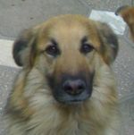 Rudi 1.jpg